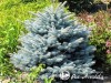 Eglė dygioji ,Thuem' (lot. Picea pungens)